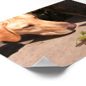 Neugier Poster (Ecke)