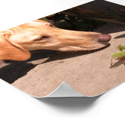 Neugier Poster (Ecke)