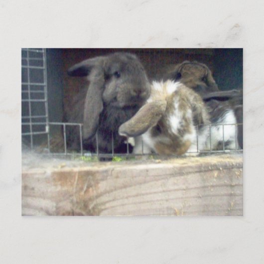 Neugierde Postkarte (Vorderseite)