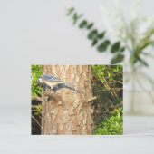Neugierig blauer Jay Postcard Postkarte (Stehend Vorderseite)