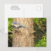 Neugierig blauer Jay Postcard Postkarte (Vorne/Hinten)