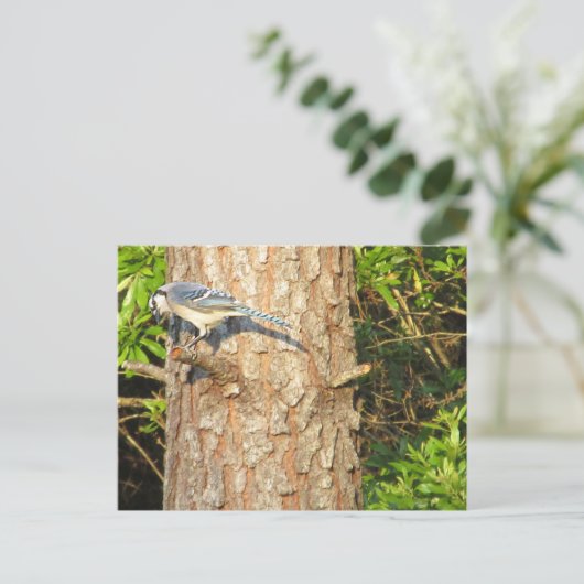 Neugierig blauer Jay Postcard Postkarte (Stehend Vorderseite)
