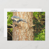 Neugierig blauer Jay Postcard Postkarte (Vorne/Hinten)