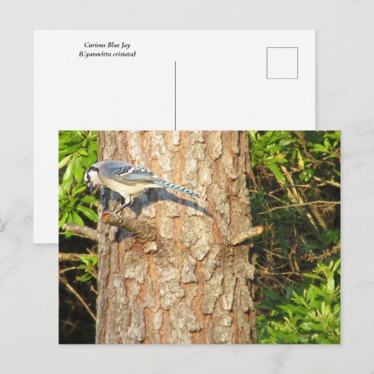 Neugierig blauer Jay Postcard Postkarte (Vorne/Hinten)