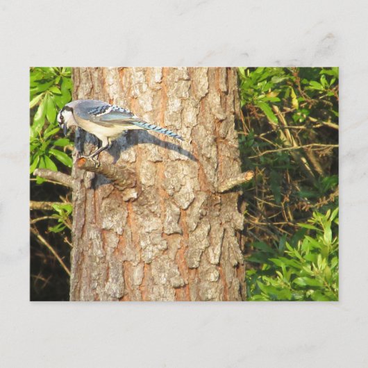 Neugierig blauer Jay Postcard Postkarte (Vorderseite)