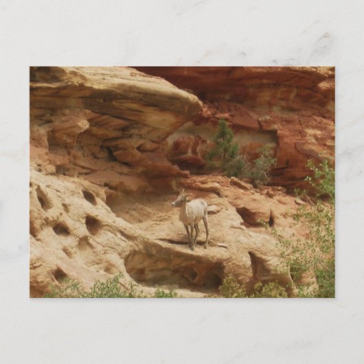 Neugierig... Postkarte (Vorderseite)