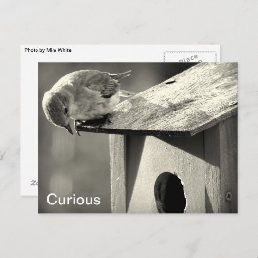 neugierig postkarte (Vorne/Hinten)