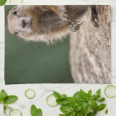 Neugierig Prairie Dog Küchentücher (Gefaltet)