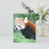 Neugierig Red Panda Postcard Postkarte (Stehend Vorderseite)