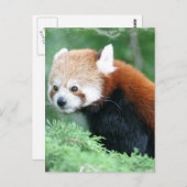 Neugierig Red Panda Postcard Postkarte (Vorne/Hinten)