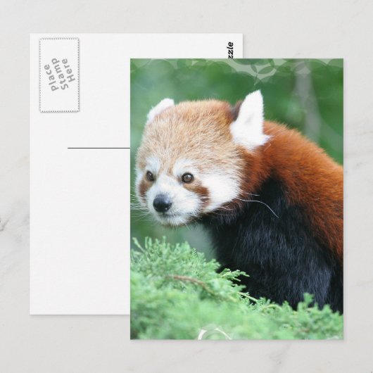 Neugierig Red Panda Postcard Postkarte (Vorne/Hinten)