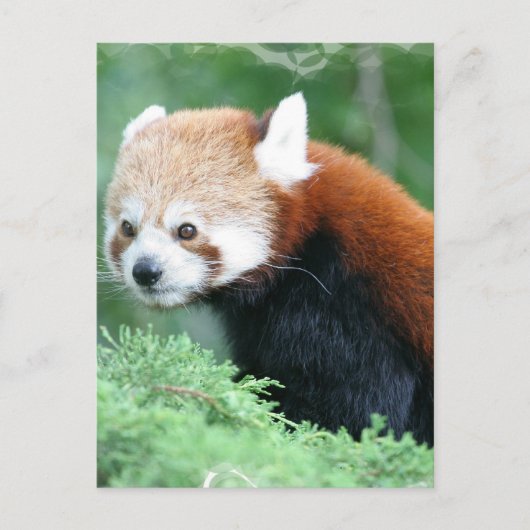 Neugierig Red Panda Postcard Postkarte (Vorderseite)