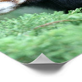Neugierig Red Panda Poster (Ecke)