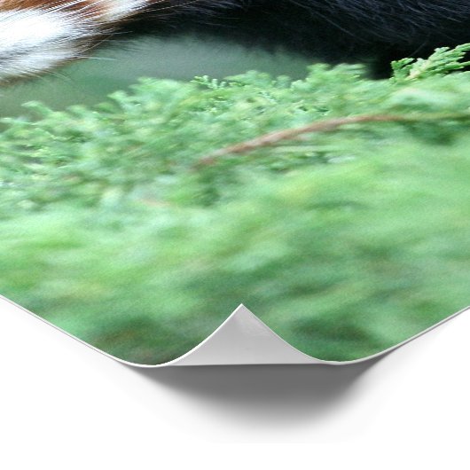 Neugierig Red Panda Poster (Ecke)