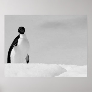 Neugierige Adelie Penguin Stehend für antarktische Poster