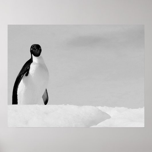 Neugierige Adelie Penguin Stehend für antarktische Poster (Vorne)