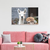 Neugierige Alpacas-Niedliche Tiere Leinwanddruck (Insitu (Wohnzimmer))