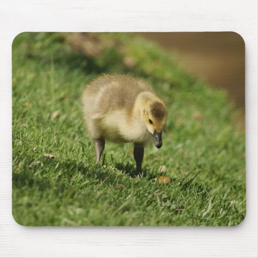 Neugierige Baby-Gans und der Baby-Pilz Mousepad (Vorne)