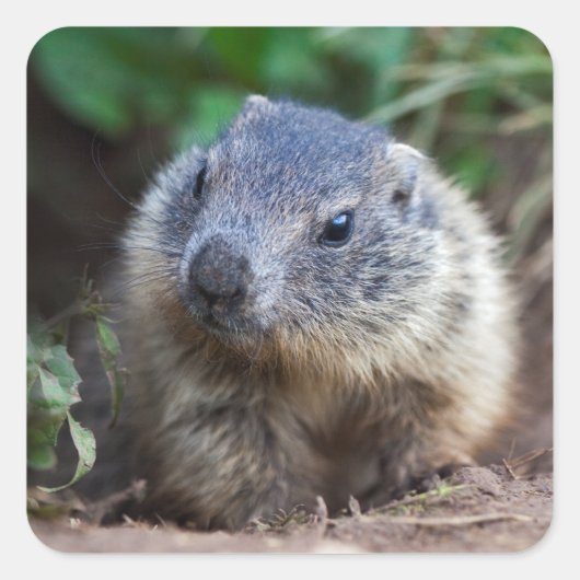 Neugierige Baby Marmot Stickers (Vorderseite)