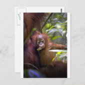 Neugierige Baby-Orang-Utan in den Armen von Mütter Postkarte (Vorne/Hinten)