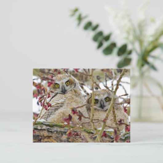 Neugierige, bezaubernde Owlets Postkarte (Stehend Vorderseite)