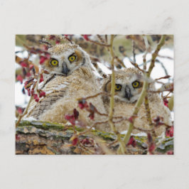 Neugierige, bezaubernde Owlets Postkarte