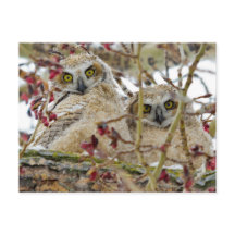 Neugierige, bezaubernde Owlets
