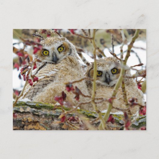 Neugierige, bezaubernde Owlets Postkarte (Vorderseite)