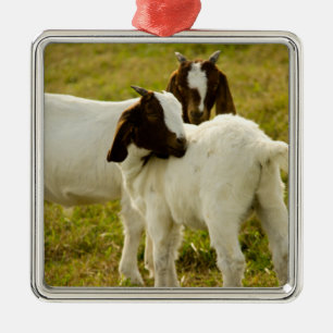 Neugierige Boer-Ziegen auf sonniger Weide Farmtier Ornament Aus Metall