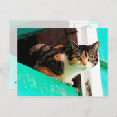 Neugierige Calico Katze auf Aquamarine Postkarte (Vorne/Hinten)