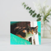 Neugierige Calico Katze auf Aquamarine Postkarte (Stehend Vorderseite)