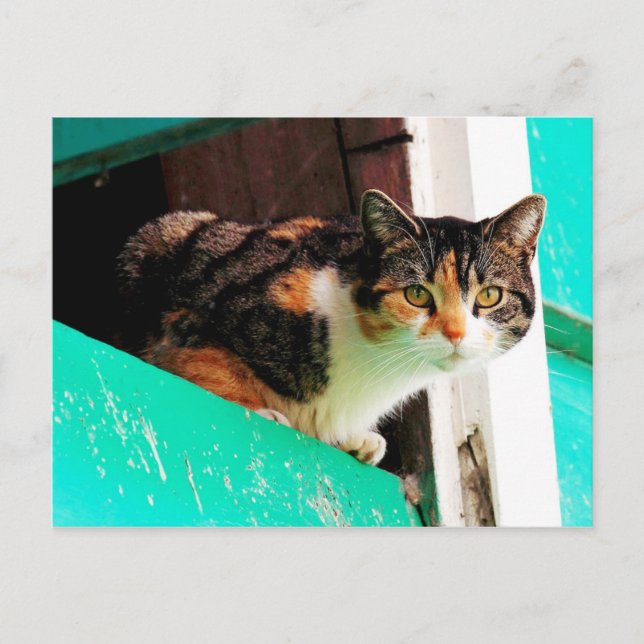 Neugierige Calico Katze auf Aquamarine Postkarte (Vorderseite)