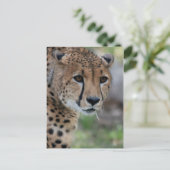 Neugierige Cheetah Postcard Postkarte (Stehend Vorderseite)