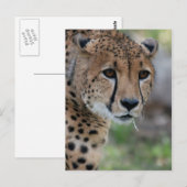 Neugierige Cheetah Postcard Postkarte (Vorne/Hinten)