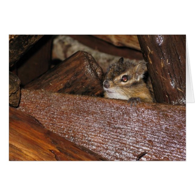 Neugierige Chipmunk-Grußkarte (Vorderseite (Horizontal))