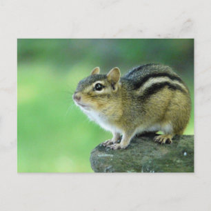 Neugierige Chipmunk-Postkarte Postkarte