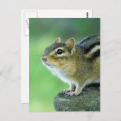 Neugierige Chipmunk-Postkarte Postkarte (Vorne/Hinten)