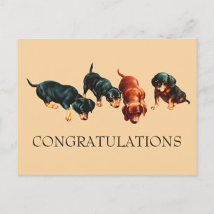 Neugierige Dachshund-Welpen Doxie Hunde Gratulatio Postkarte