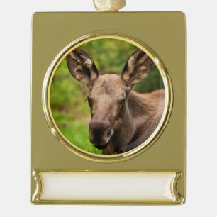 Neugierige Elose Banner-Ornament Gold