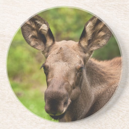 Neugierige Elose Getränkeuntersetzer (Vorne)