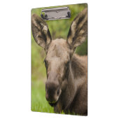 Neugierige Elose Klemmbrett (Links)