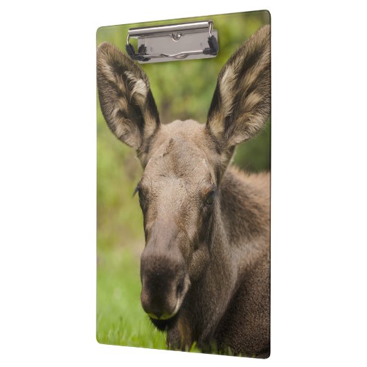 Neugierige Elose Klemmbrett (Links)