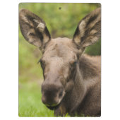 Neugierige Elose Klemmbrett (Rückseite)