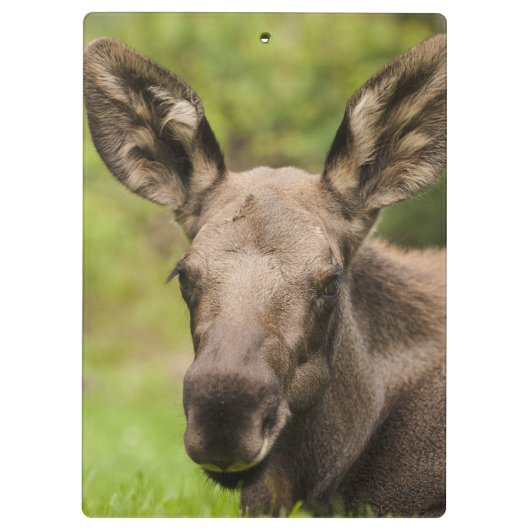 Neugierige Elose Klemmbrett (Rückseite)