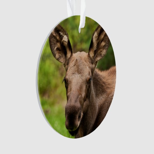 Neugierige Elose Ornament (Vorderseite)