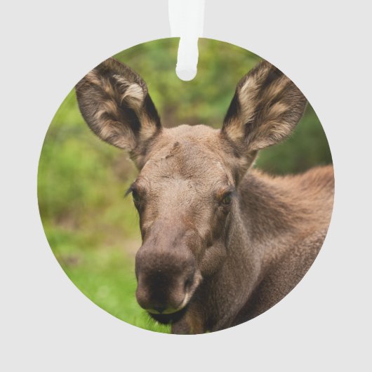 Neugierige Elose Ornament (Rückseite)