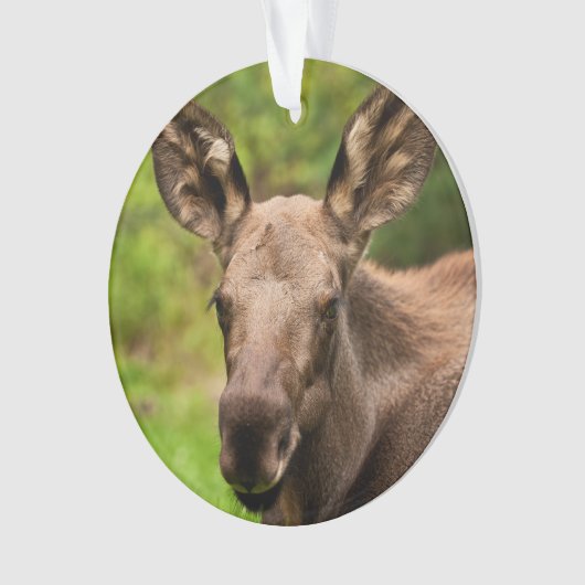 Neugierige Elose Ornament (Vorderseite)