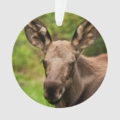 Neugierige Elose Ornament (Vorderseite)