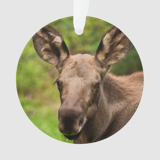 Neugierige Elose Ornament (Vorderseite)