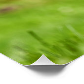 Neugierige Elose Poster (Ecke)